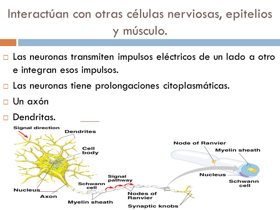 Interactúan con otras células nerviosas, epitelios y músculo.