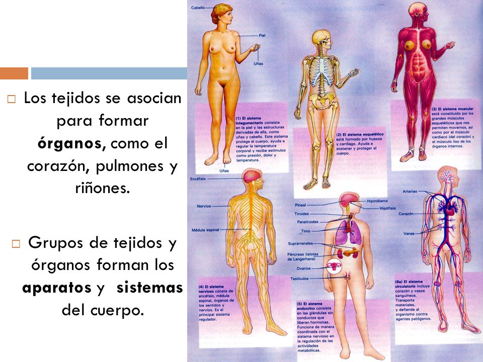 Grupos de tejidos y órganos forman los aparatos y sistemas del cuerpo.