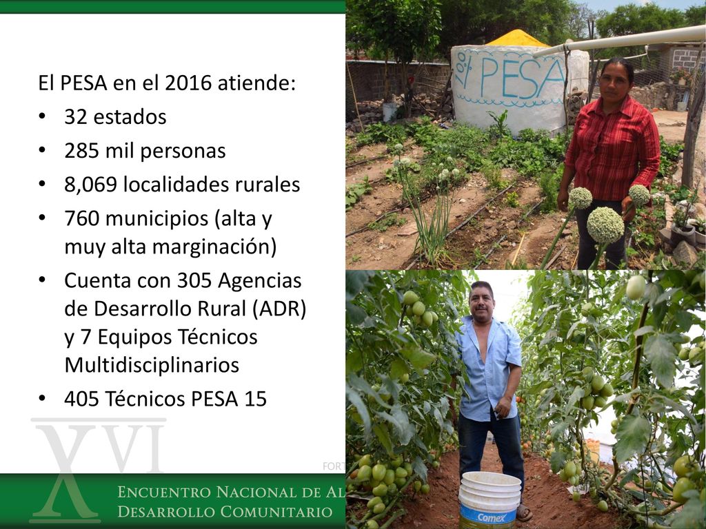 El PESA en el 2016 atiende: 32 estados. 285 mil personas. 8,069 localidades rurales. 760 municipios (alta y muy alta marginación)