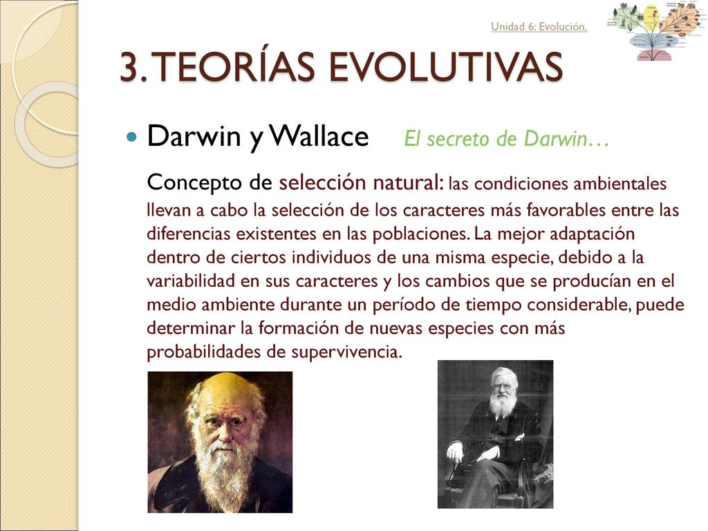 3. TEORÍAS EVOLUTIVAS Darwin y Wallace El secreto de Darwin…