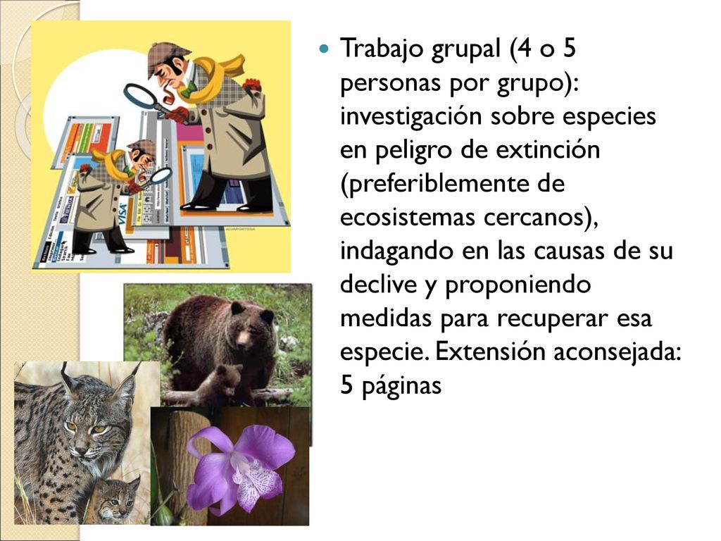 Trabajo grupal (4 o 5 personas por grupo): investigación sobre especies en peligro de extinción (preferiblemente de ecosistemas cercanos), indagando en las causas de su declive y proponiendo medidas para recuperar esa especie.