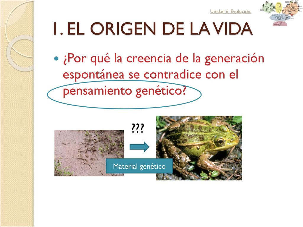 Unidad 6: Evolución. 1. EL ORIGEN DE LA VIDA. ¿Por qué la creencia de la generación espontánea se contradice con el pensamiento genético