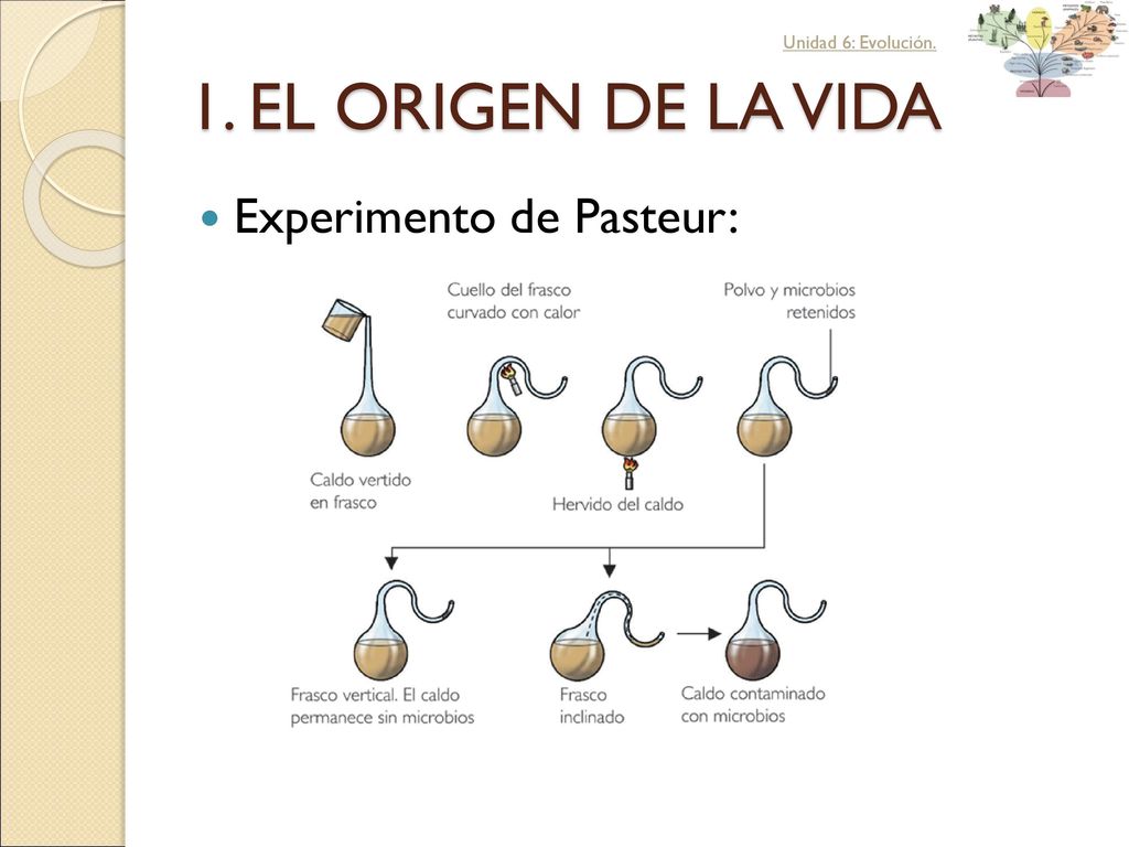 Unidad 6: Evolución. 1. EL ORIGEN DE LA VIDA Experimento de Pasteur: