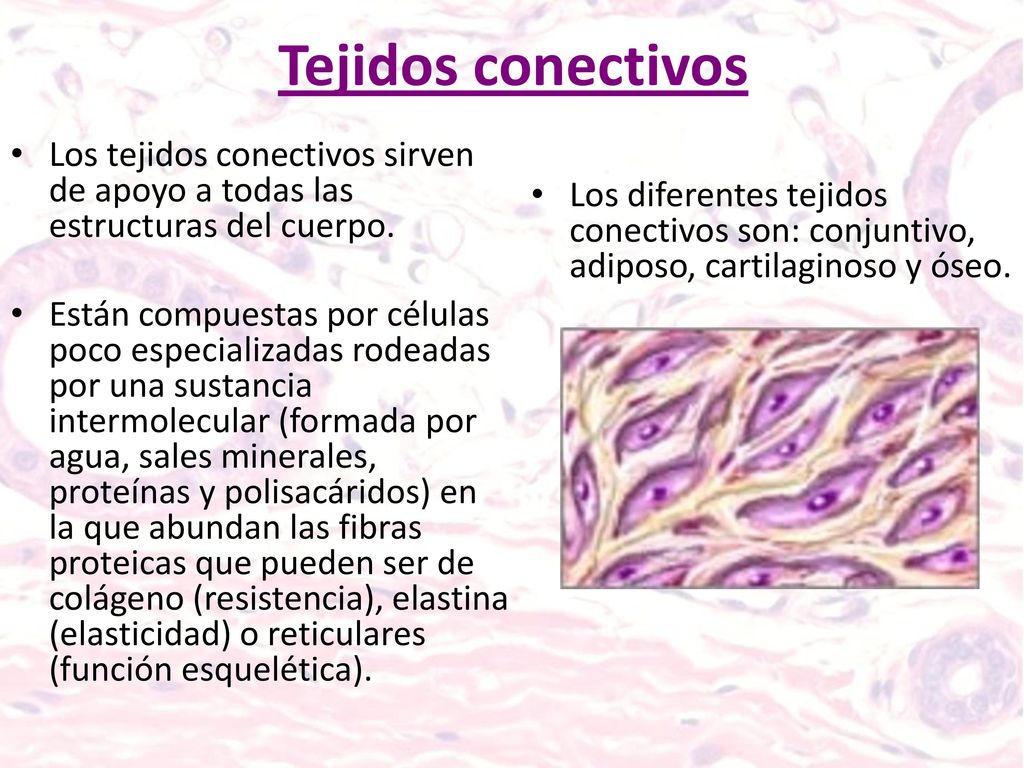 Tejidos conectivos Los tejidos conectivos sirven de apoyo a todas las estructuras del cuerpo.