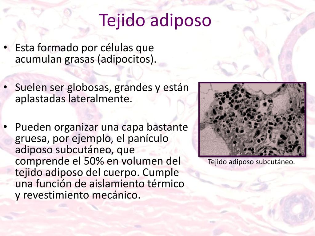 Tejido adiposo Esta formado por células que acumulan grasas (adipocitos). Suelen ser globosas, grandes y están aplastadas lateralmente.