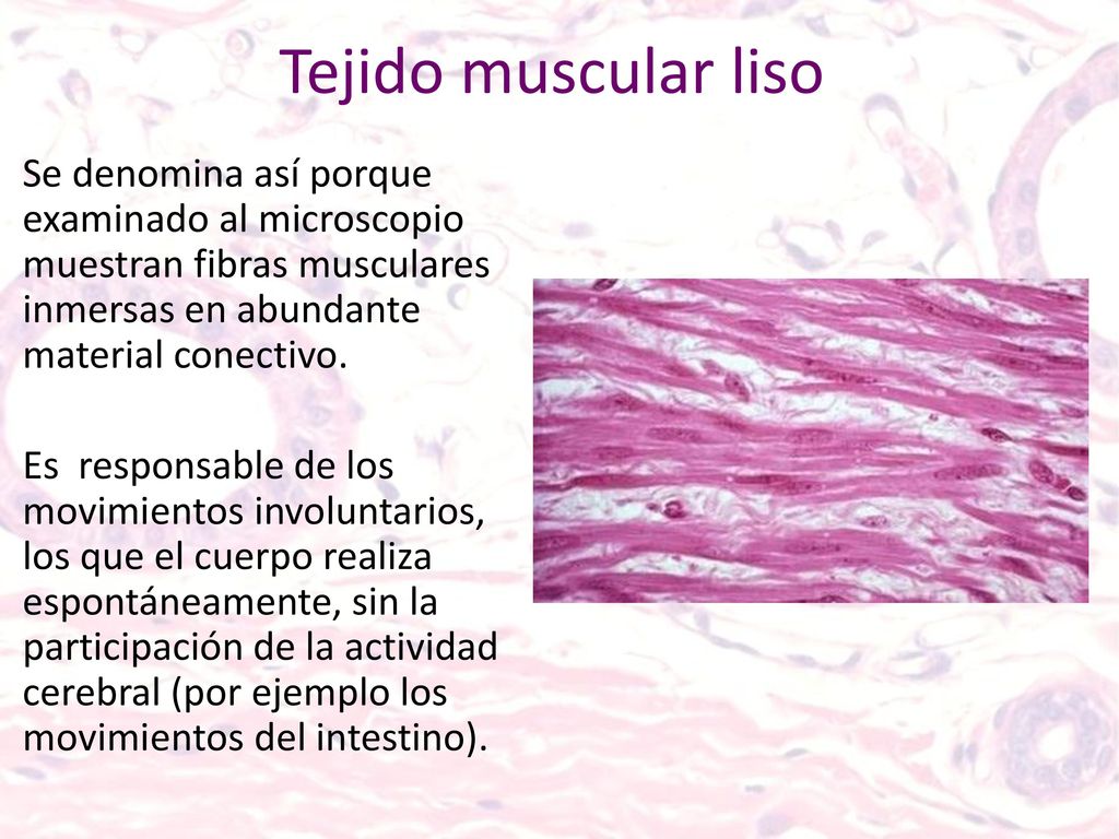 Tejido muscular liso Se denomina así porque examinado al microscopio muestran fibras musculares inmersas en abundante material conectivo.
