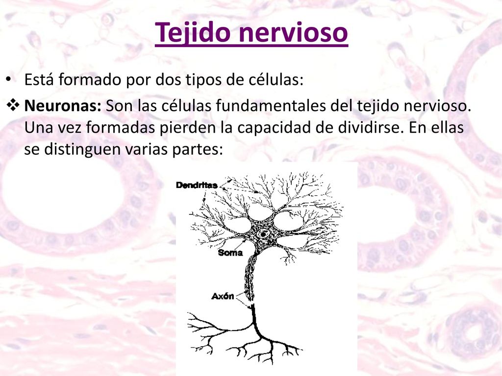 Tejido nervioso Está formado por dos tipos de células:
