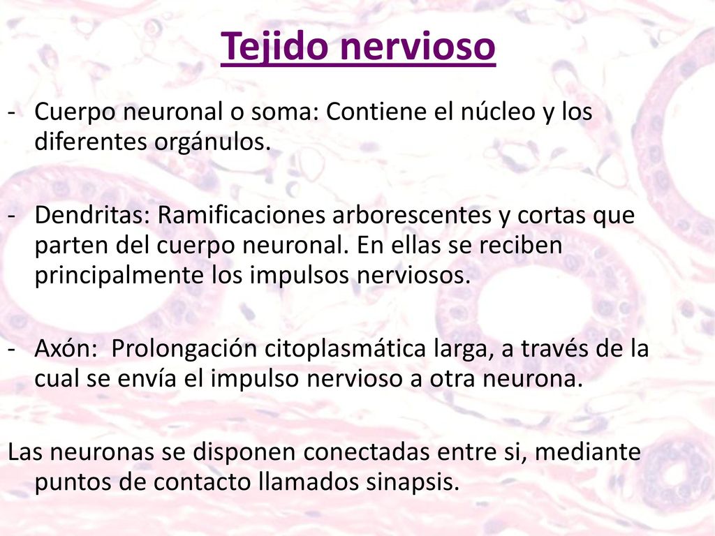 Tejido nervioso Cuerpo neuronal o soma: Contiene el núcleo y los diferentes orgánulos.