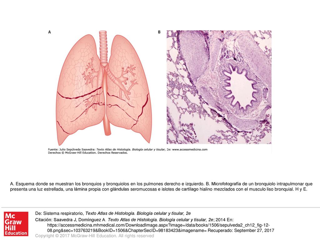 A. Esquema donde se muestran los bronquios y bronquiolos en los pulmones derecho e izquierdo. B. Microfotografía de un bronquiolo intrapulmonar que presenta una luz estrellada, una lámina propia con glándulas seromucosas e islotes de cartílago hialino mezclados con el musculo liso bronquial. H y E.