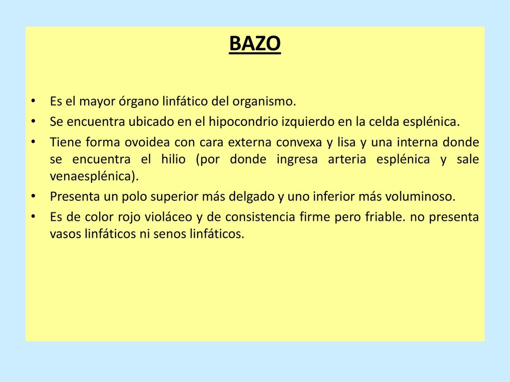 BAZO Es el mayor órgano linfático del organismo.