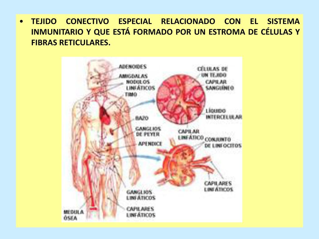 TEJIDO CONECTIVO ESPECIAL RELACIONADO CON EL SISTEMA INMUNITARIO Y QUE ESTÁ FORMADO POR UN ESTROMA DE CÉLULAS Y FIBRAS RETICULARES.