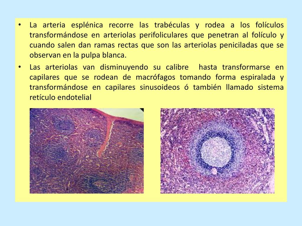 La arteria esplénica recorre las trabéculas y rodea a los folículos transformándose en arteriolas perifoliculares que penetran al folículo y cuando salen dan ramas rectas que son las arteriolas peniciladas que se observan en la pulpa blanca.