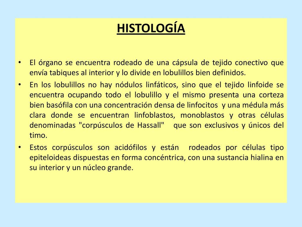 HISTOLOGÍA El órgano se encuentra rodeado de una cápsula de tejido conectivo que envía tabiques al interior y lo divide en lobulillos bien definidos.