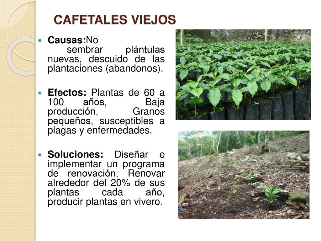 CAFETALES VIEJOS Causas:No sembrar plántulas nuevas, descuido de las plantaciones (abandonos).