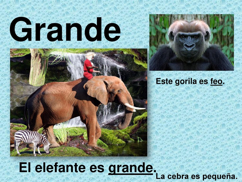 Grande Este gorila es feo. El elefante es grande. La cebra es pequeña.