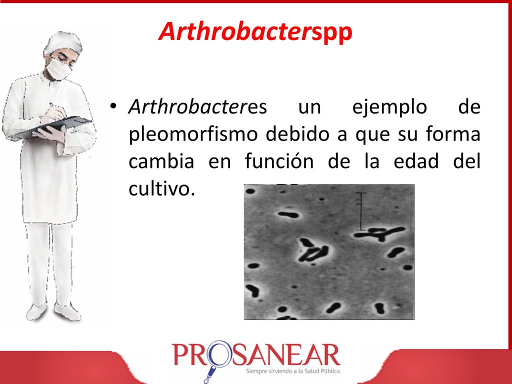 Arthrobacterspp Arthrobacteres un ejemplo de pleomorfismo debido a que su forma cambia en función de la edad del cultivo.
