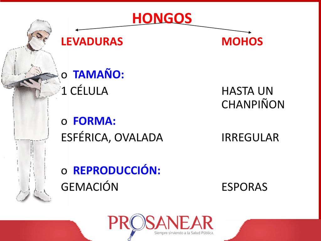 HONGOS LEVADURAS MOHOS TAMAÑO: 1 CÉLULA HASTA UN CHANPIÑON FORMA: