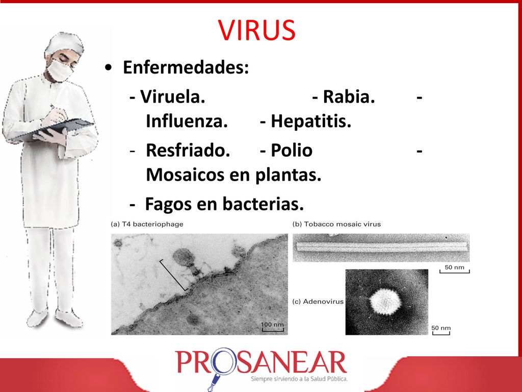VIRUS Enfermedades: - Viruela. - Rabia. - Influenza. - Hepatitis.