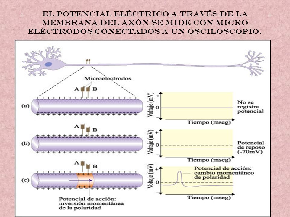 El potencial eléctrico a través de la membrana del axón se mide con micro eléctrodos conectados a un osciloscopio.