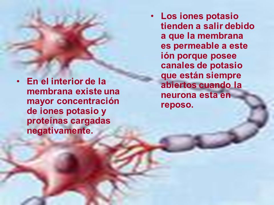 Los iones potasio tienden a salir debido a que la membrana es permeable a este ión porque posee canales de potasio que están siempre abiertos cuando la neurona esta en reposo.