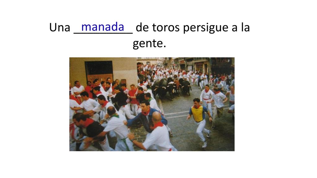 Una _________ de toros persigue a la gente.