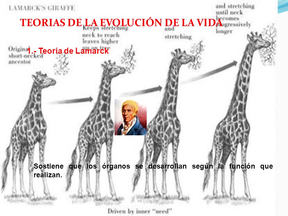 TEORIAS DE LA EVOLUCIÓN DE LA VIDA