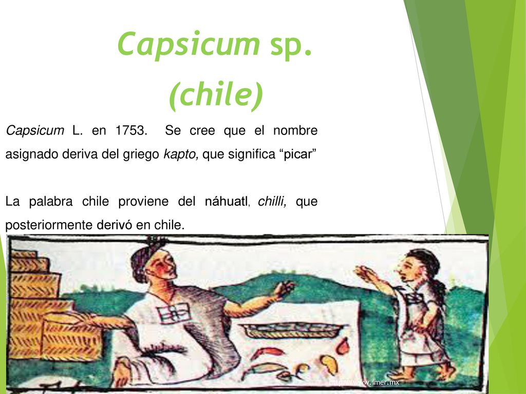 Capsicum sp. (chile) Capsicum L. en Se cree que el nombre asignado deriva del griego kapto, que significa picar