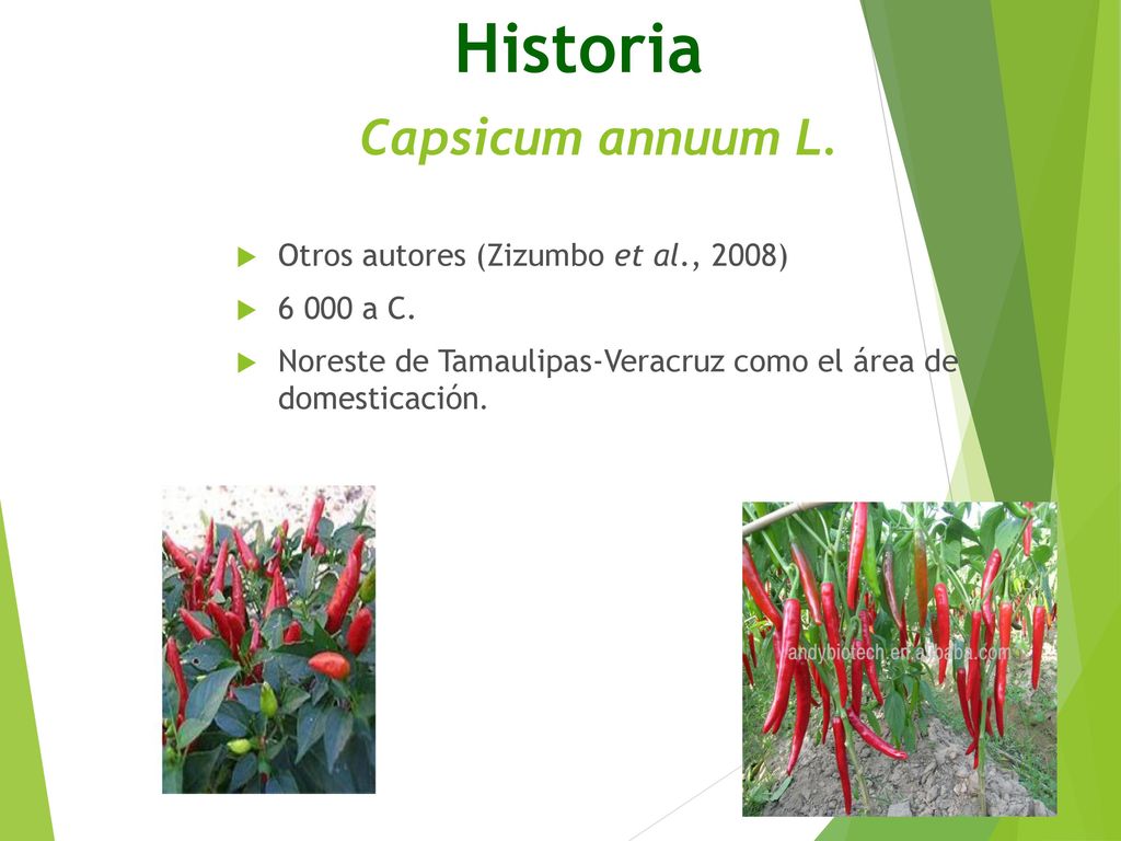 Historia Capsicum annuum L. Otros autores (Zizumbo et al., 2008)