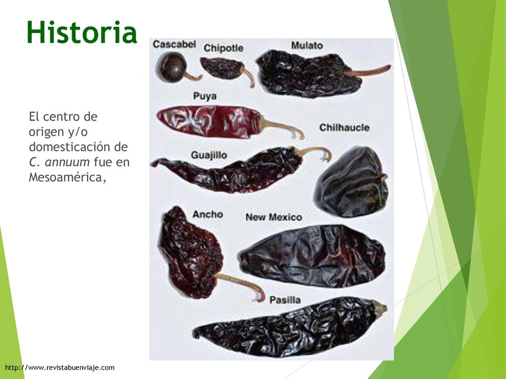 Historia El centro de origen y/o domesticación de C.