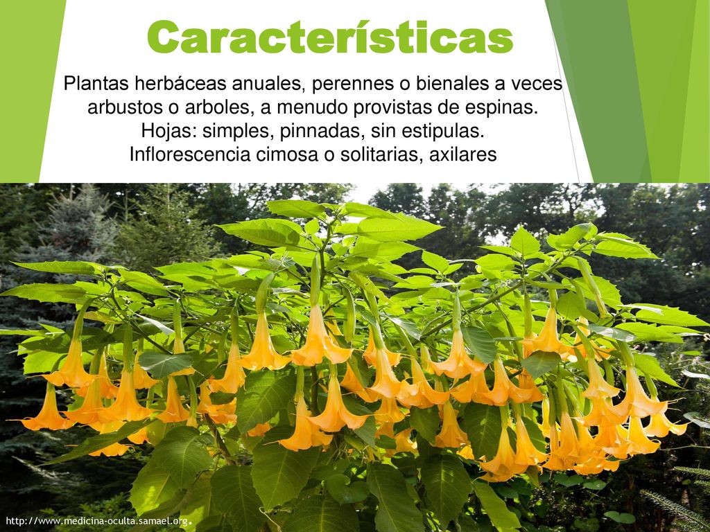 Características Plantas herbáceas anuales, perennes o bienales a veces arbustos o arboles, a menudo provistas de espinas.