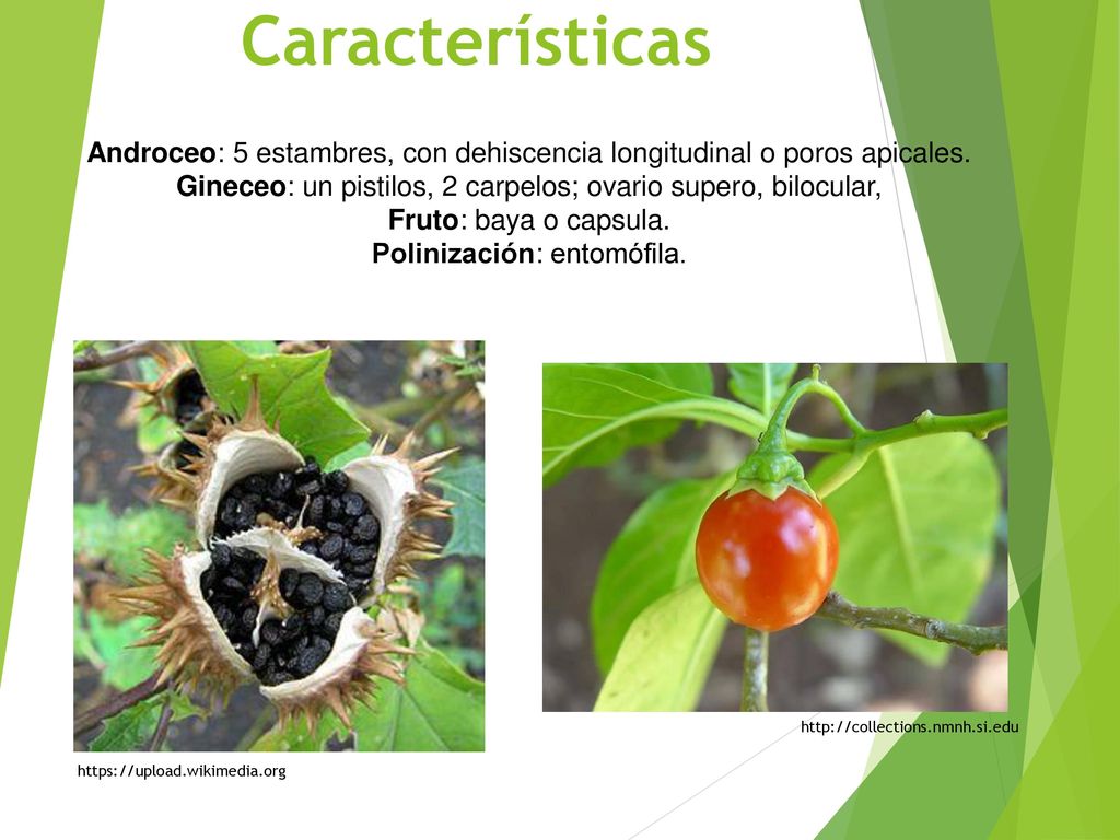 Características Androceo: 5 estambres, con dehiscencia longitudinal o poros apicales. Gineceo: un pistilos, 2 carpelos; ovario supero, bilocular,