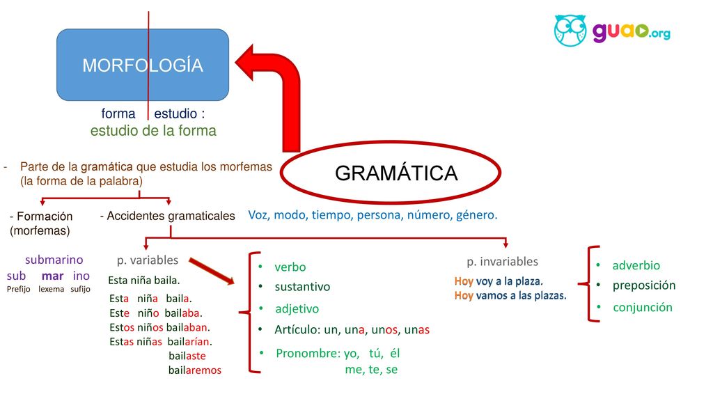 gGRAMÁTICA MORFOLOGÍA estudio de la forma forma estudio :