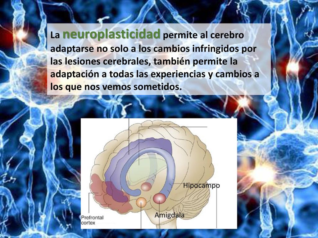 La neuroplasticidad permite al cerebro adaptarse no solo a los cambios infringidos por las lesiones cerebrales, también permite la adaptación a todas las experiencias y cambios a los que nos vemos sometidos.