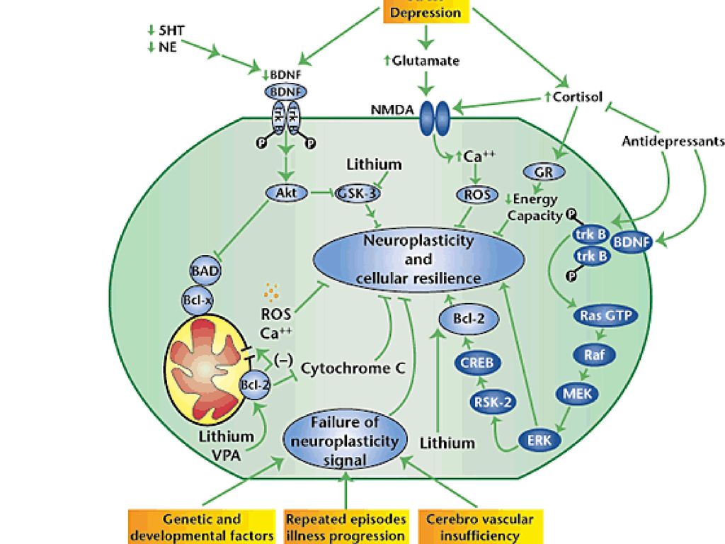This figure depicts the multiple influences on neuroplasticity and cellular resilience in mood disorders.
