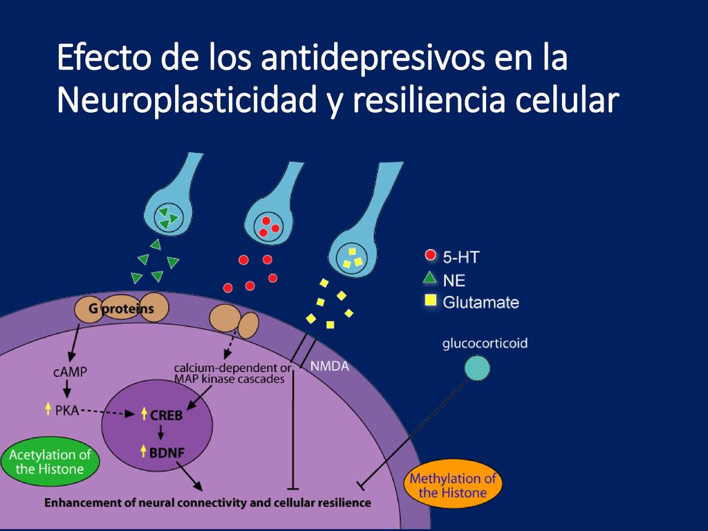 Efecto de los antidepresivos en la Neuroplasticidad y resiliencia celular