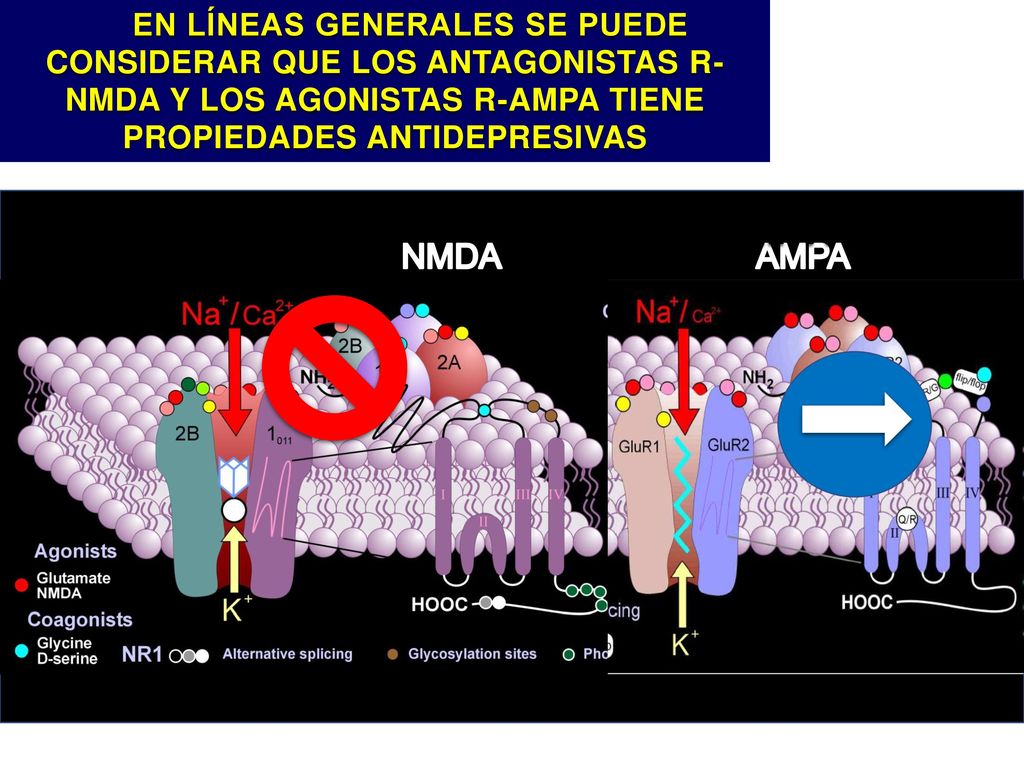 EN LÍNEAS GENERALES SE PUEDE CONSIDERAR QUE LOS ANTAGONISTAS R-NMDA Y LOS AGONISTAS R-AMPA TIENE PROPIEDADES ANTIDEPRESIVAS