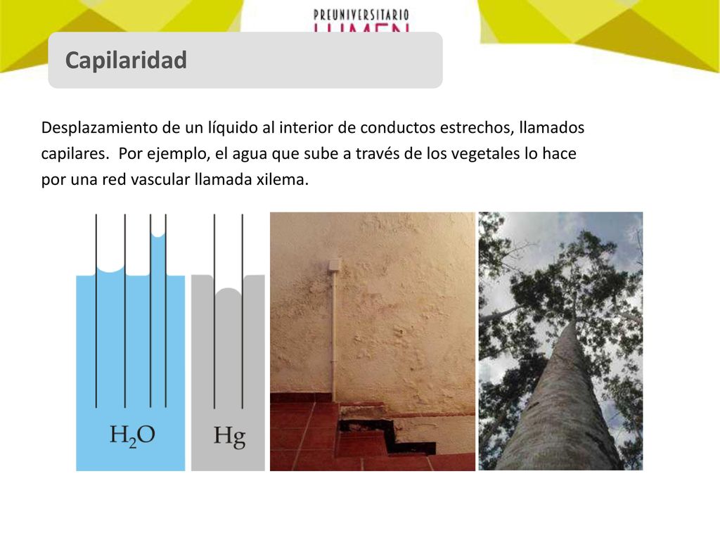 Capilaridad Desplazamiento de un líquido al interior de conductos estrechos, llamados.