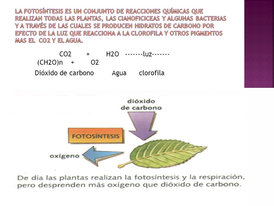 La fotosíntesis es un conjunto de reacciones químicas que realizan todas las plantas, las cianoficiceas y algunas bacterias y a través de las cuales se producen hidratos de carbono por efecto de la luz que reacciona a la clorofila y otros pigmentos mas el Co2 y el agua.