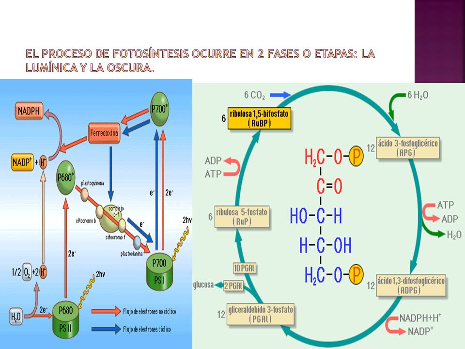 El proceso de fotosíntesis ocurre en 2 fases o etapas: La lumínica y la oscura.
