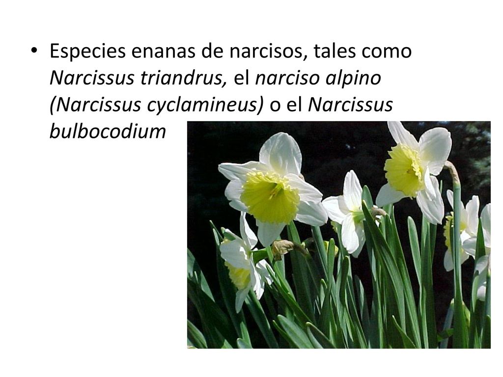 Especies enanas de narcisos, tales como Narcissus triandrus, el narciso alpino (Narcissus cyclamineus) o el Narcissus bulbocodium