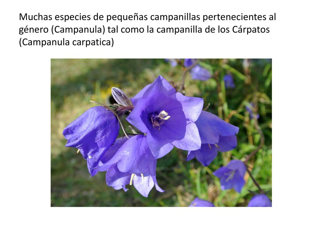 Muchas especies de pequeñas campanillas pertenecientes al género (Campanula) tal como la campanilla de los Cárpatos (Campanula carpatica)
