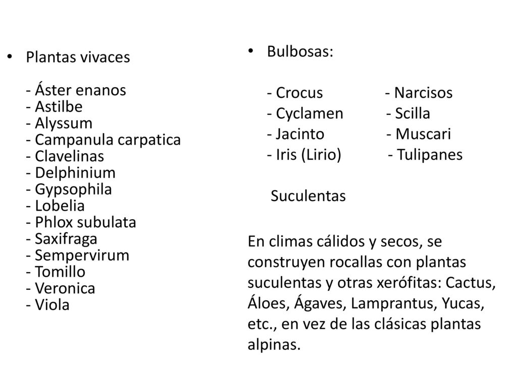 Bulbosas: - Crocus - Narcisos - Cyclamen - Scilla - Jacinto - Muscari - Iris (Lirio) - Tulipanes Suculentas