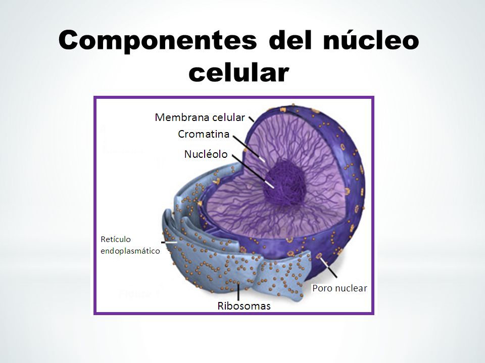 El núcleo celular. - ppt video online descargar
