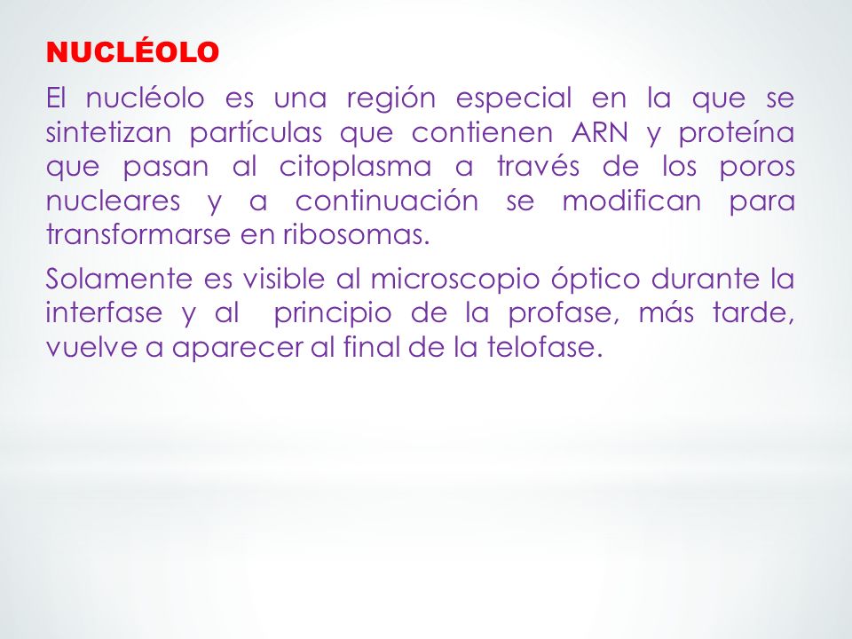 NUCLÉOLO El nucléolo es una región especial en la que se sintetizan partículas que contienen ARN y proteína que pasan al citoplasma a través de los poros nucleares y a continuación se modifican para transformarse en ribosomas.