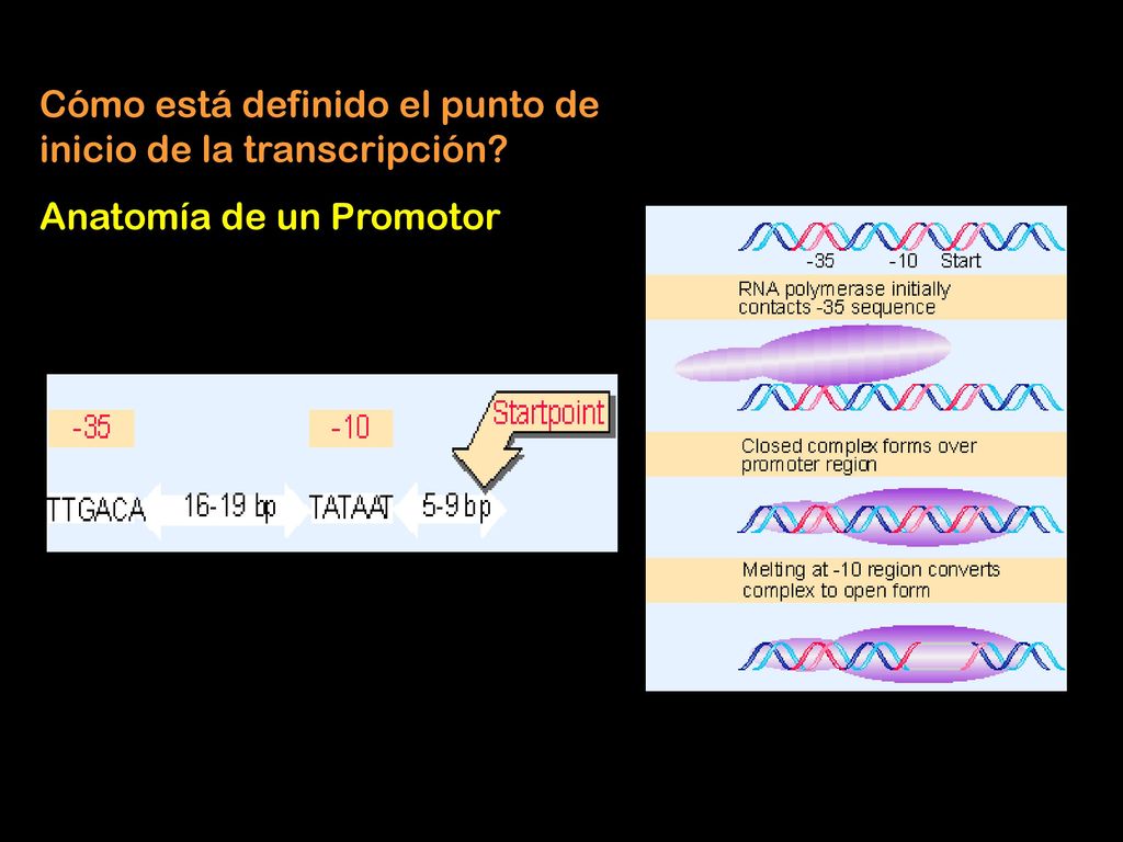 Cómo está definido el punto de inicio de la transcripción