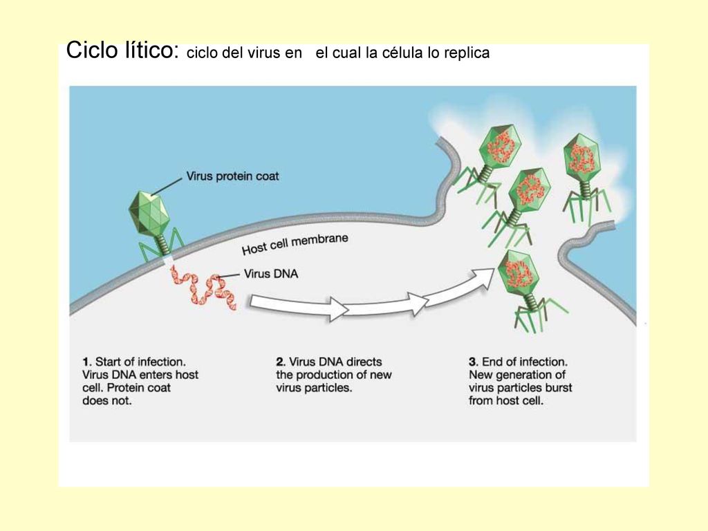 Ciclo lítico: ciclo del virus en el cual la célula lo replica