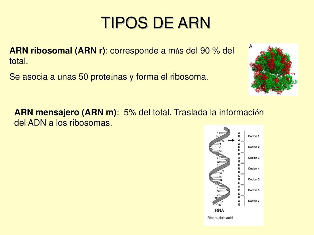 TIPOS DE ARN ARN ribosomal (ARN r): corresponde a más del 90 % del total. Se asocia a unas 50 proteínas y forma el ribosoma.