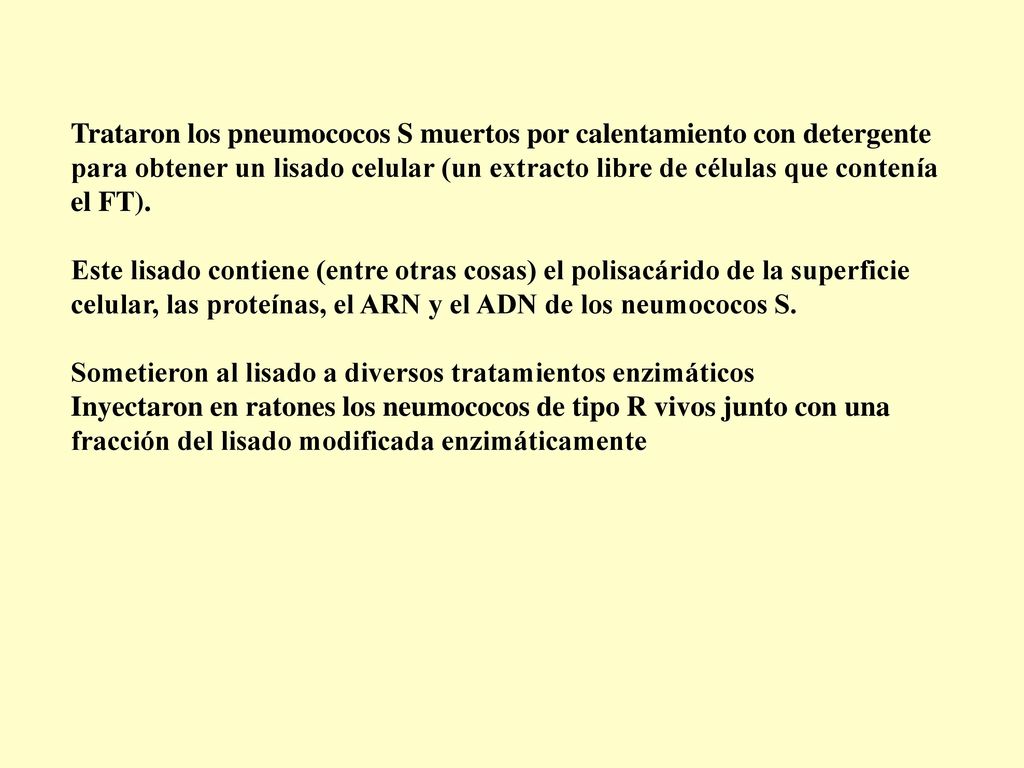 Trataron los pneumococos S muertos por calentamiento con detergente para obtener un lisado celular (un extracto libre de células que contenía el FT).