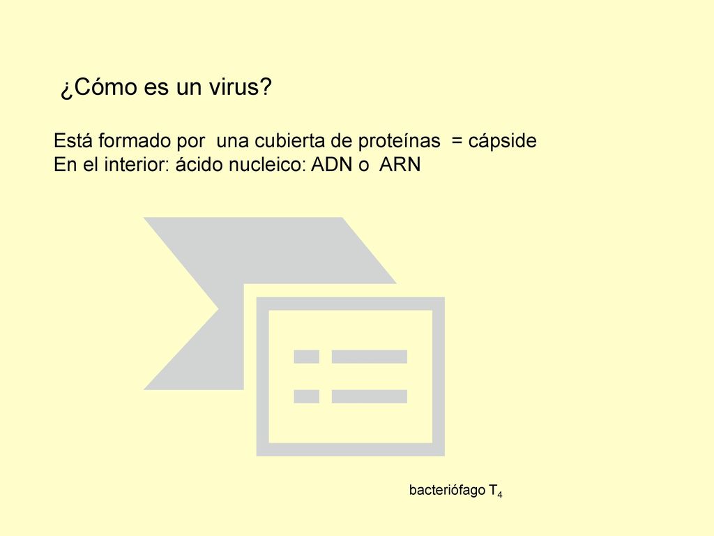 ¿Cómo es un virus Está formado por una cubierta de proteínas = cápside. En el interior: ácido nucleico: ADN o ARN.