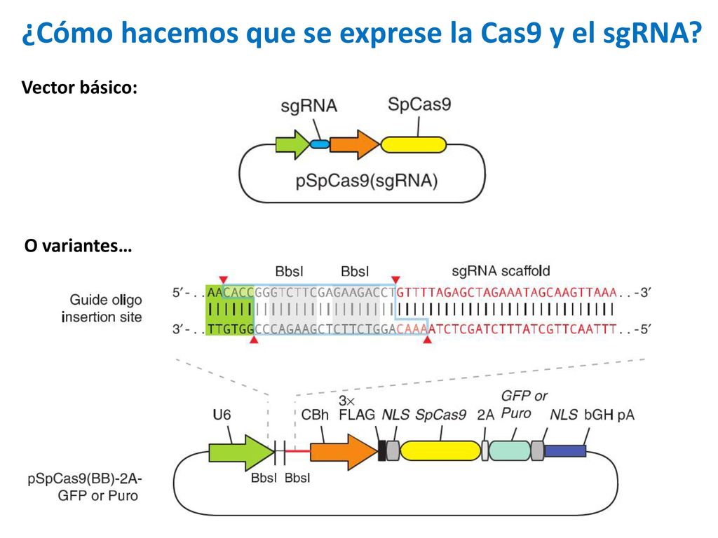 ¿Cómo hacemos que se exprese la Cas9 y el sgRNA